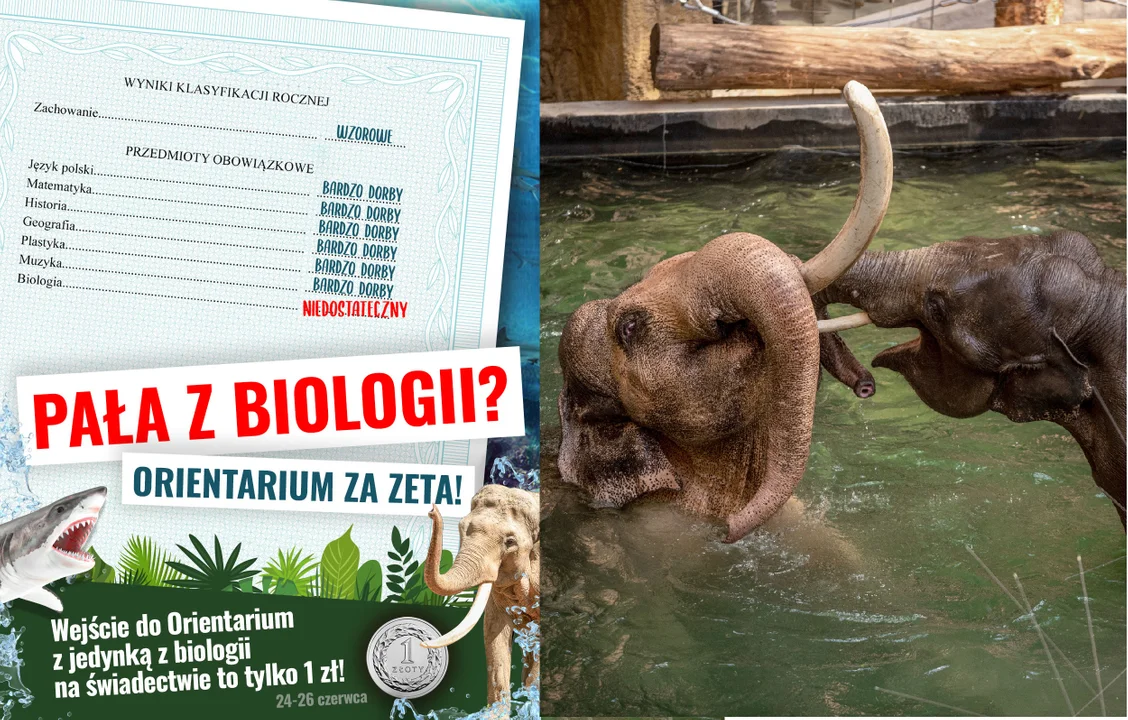 Kontrowersyjna akcja łódzkiego zoo. Motywuje czy szkodzi? - Zdjęcie główne