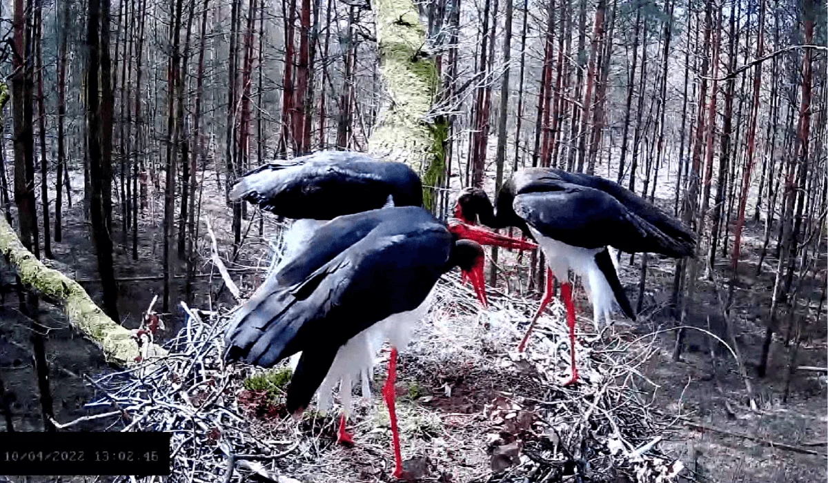 Nowa para bocianów czarnych stworzyła udany związek! Zakochanych można podglądać [wideo] - Zdjęcie główne