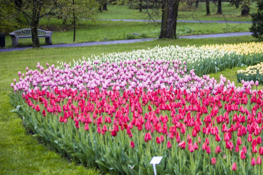 Jakich zmian łodzianie oczekują od Ogrodu Botanicznego? Trwają konsultacje społeczne - Zdjęcie główne
