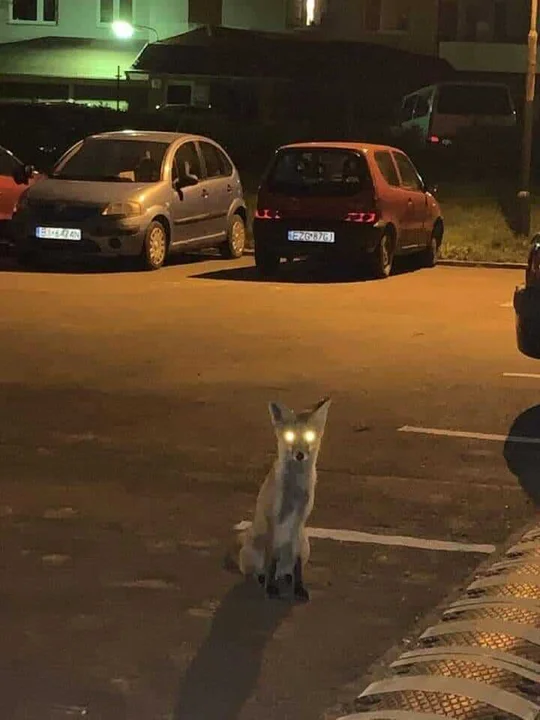 Zdjęcie wykonane na jednym z widzewskich osiedli