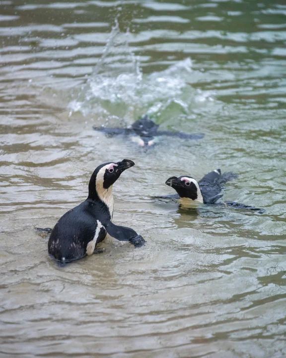 Pingwiny przylądkowe wróciły do łódzkiego ZOO