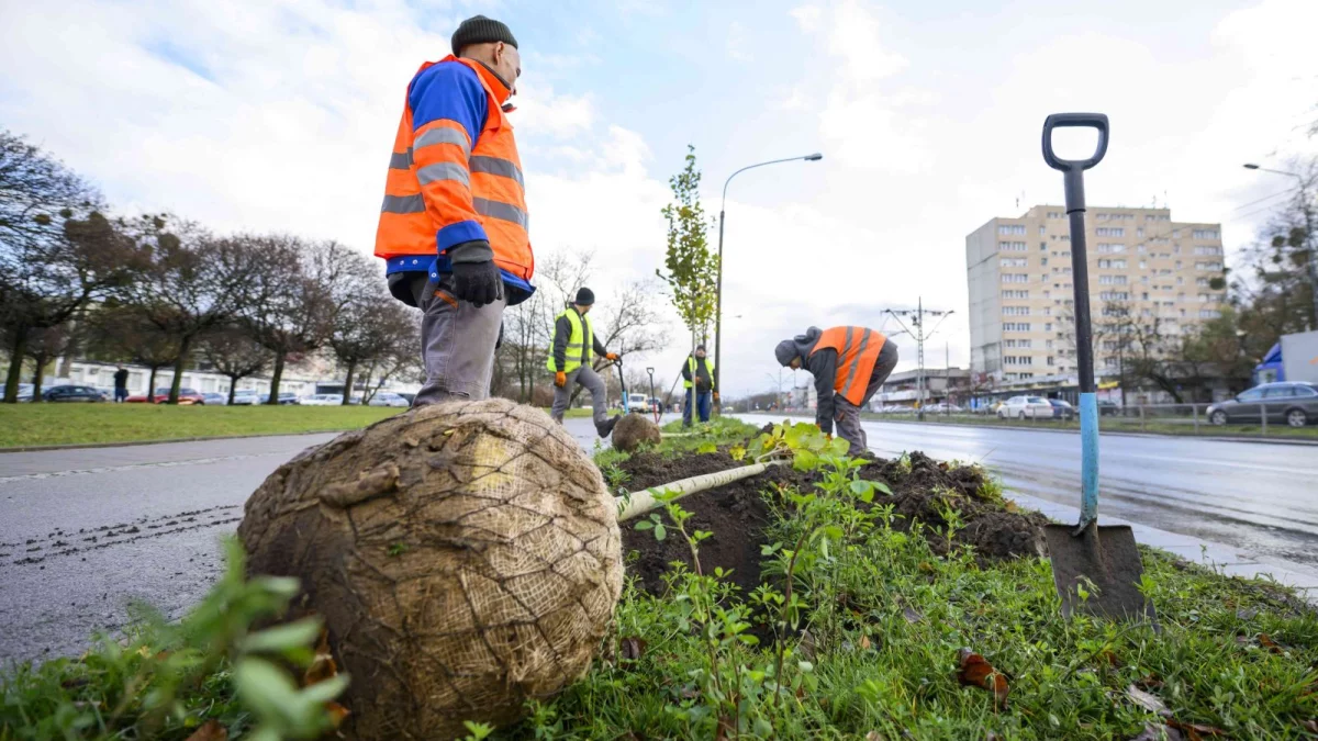 Nowe drzewa na Górnej. Czy zimno im nie zaszkodzi? [ZDJĘCIA] - Zdjęcie główne