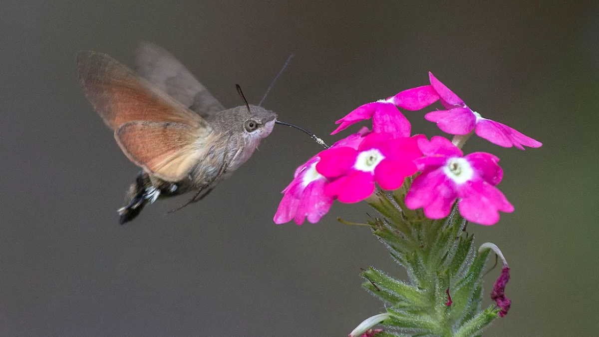 Polski koliber coraz częściej w ogrodach. Łatwo go spłoszyć