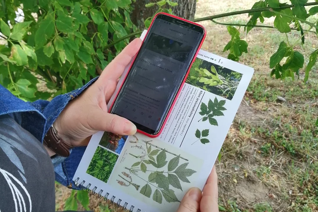 Mieszkańcy biorą odpowiedzialność za miejską zieleń. Powstaje Mapa Drzew Łodzi - Zdjęcie główne