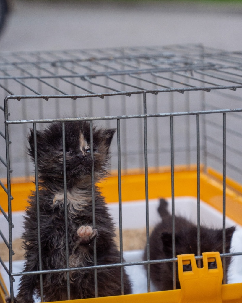 Schronisko dla Zwierząt w Łodzi alarmuje, że nie ma warunków na przyjęcie do siebie kolejnych kotów (fot. UMŁ) | wiadomości łódzkie | Łódź | TuŁódź