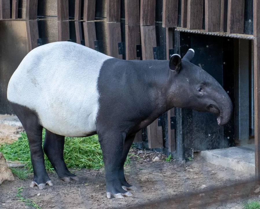 Trochę słoń, a trochę panda. Wpadnijcie do Orientarium poznać Willy'ego - Zdjęcie główne