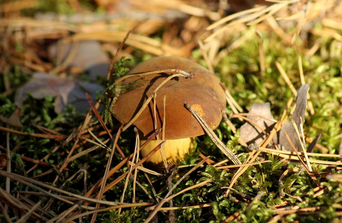 Miłośnicy maślaków, podgrzybków oraz zajączków chętnie wybierają lasy w okolicach Józefowa