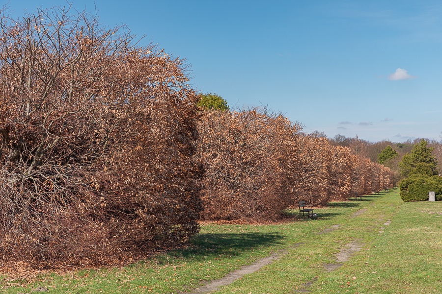 Ogród Botaniczny w Łodzi znowu otwarty  (fot. Michał Pietrzak - TuLodz.pl) |wiadomości łódzkie|łódź|TuŁódź