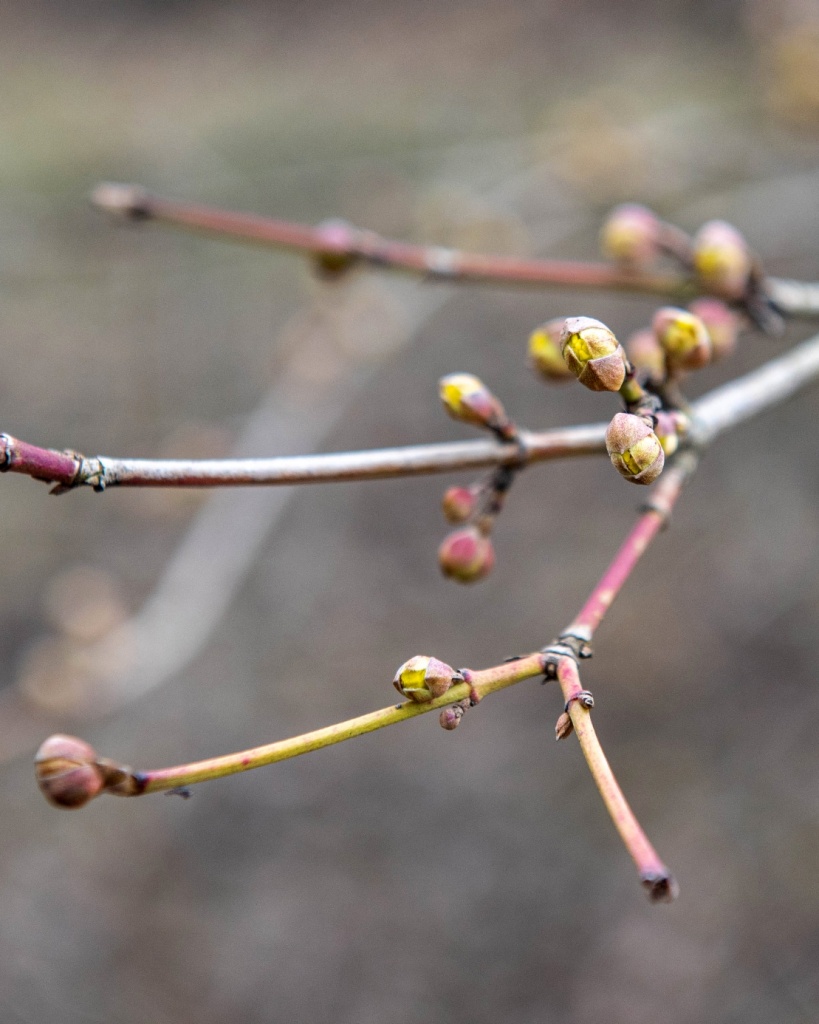 Przy dobrej pogodzie Ogród Botaniczny w Łodzi zostanie udostępniony zwiedzającym już w ostatni weekend marca (fot. UMŁ) |wiadomości łódzkie|Łódź|TuŁódź