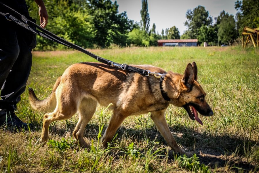 W łódzkiem pracuje 59 policjantów o czterech nogach. Jak dostać taką pracę? [ZDJĘCIA] - Zdjęcie główne