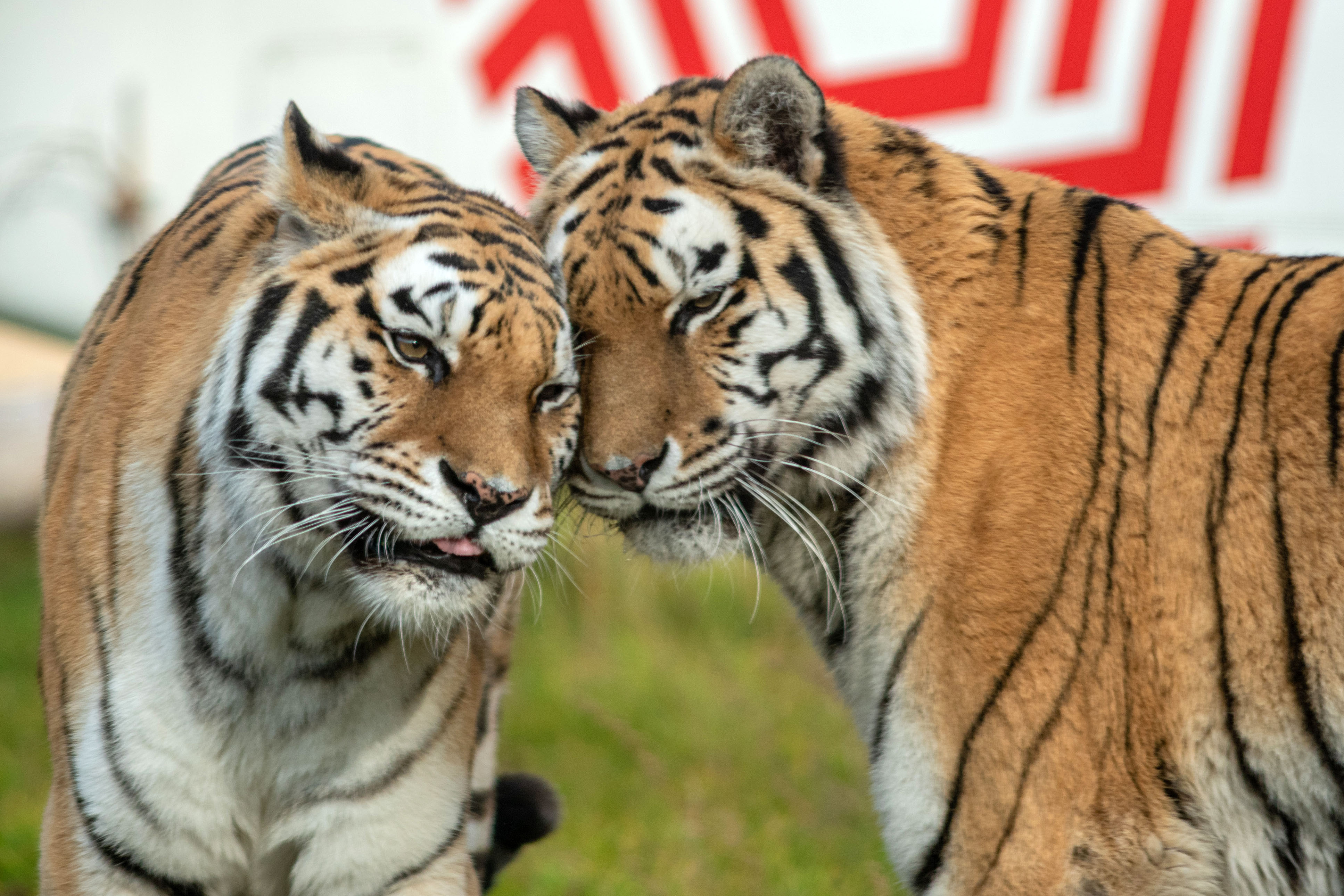 Podczas 83. urodzin łódzkiego zoo nie brakowało atrakcji dla całych rodzin