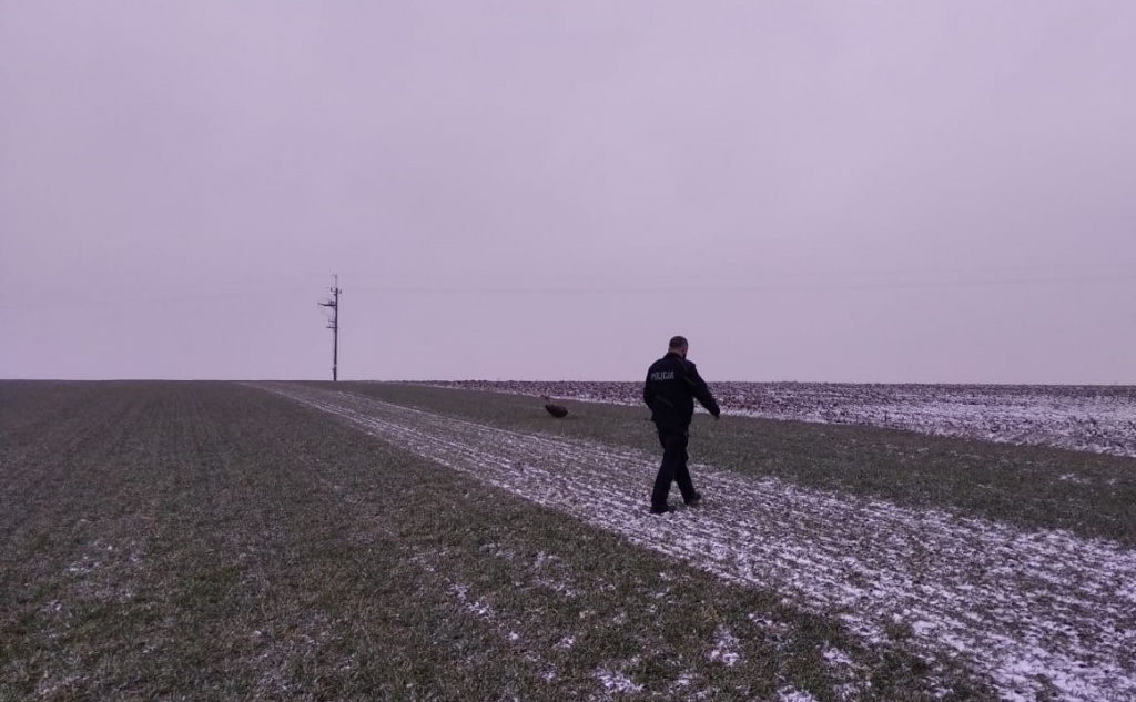 Odłowionemu, rannemu ptakowi udzielono pomocy weterynaryjnej. Gdy dojdzie do zdrowia, zostanie wypuszczony na wolność (fot. Policja Województwa Łódzkiego) |wiadomości łódzkie|Łódź|TuŁódź