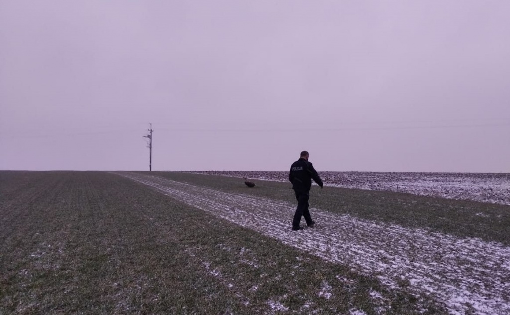 Odłowionemu, rannemu ptakowi udzielono pomocy weterynaryjnej. Gdy dojdzie do zdrowia, zostanie wypuszczony na wolność (fot. Policja Województwa Łódzkiego) |wiadomości łódzkie|Łódź|TuŁódź