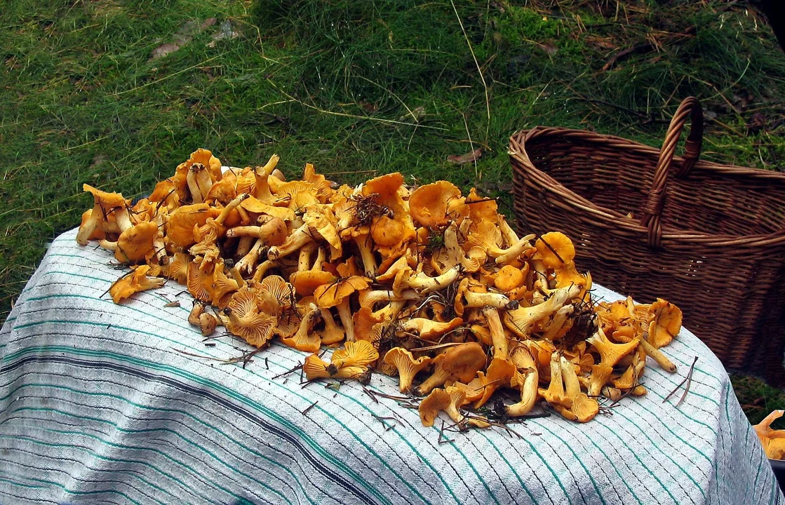 A także Grotniki, które obfitują w borowiki i kurki