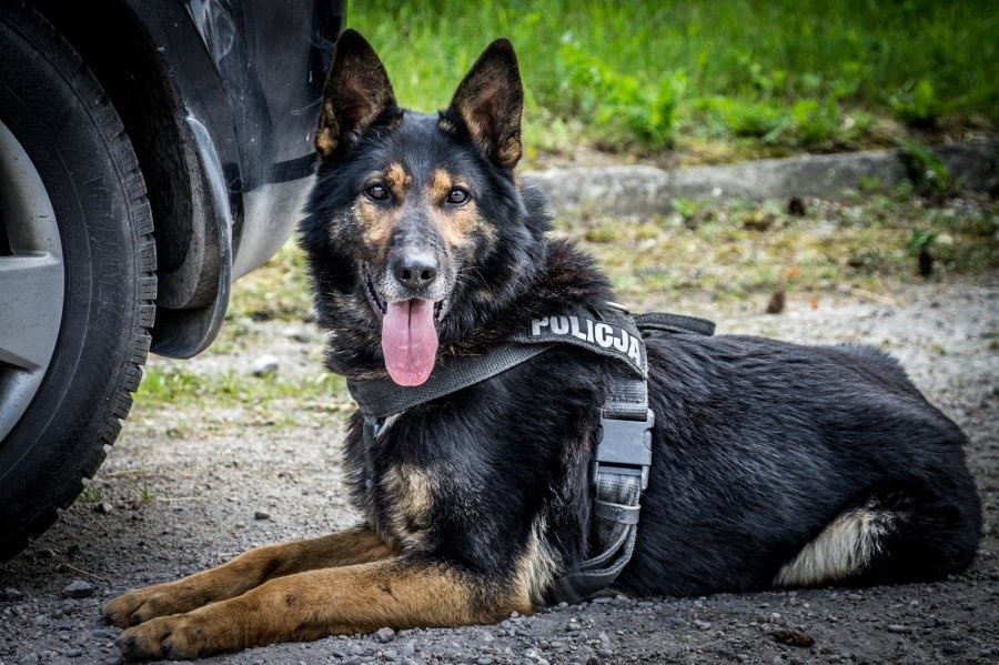 W pracy przewodnika z psem najważniejsza jest więź, która tworzy się między nimi przez lata (fot. Wydział Prewencji KWP w Łodzi) |wiadomości łódzkie|Łódź|TuŁódź