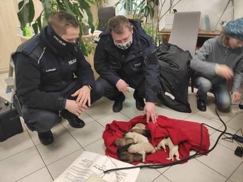 Łódzkie. Poruszone szczeniaki trafiły pod opiekę. Policja poszukuje sprawcy tego czynu (Zdjęcia dzięki uprzejmości Katarzyny Rezler)