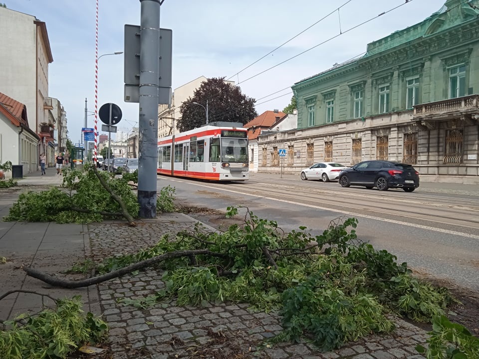 Burze Łódź. Najbardziej ucierpiała miejska zieleń. Skutki burzy widać na ul. Piotrkowskiej (fot. Czytelnik)