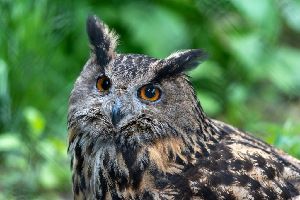 Odkryj tajemnice łódzkiego ZOO podczas niezwykłego spaceru - Zdjęcie główne