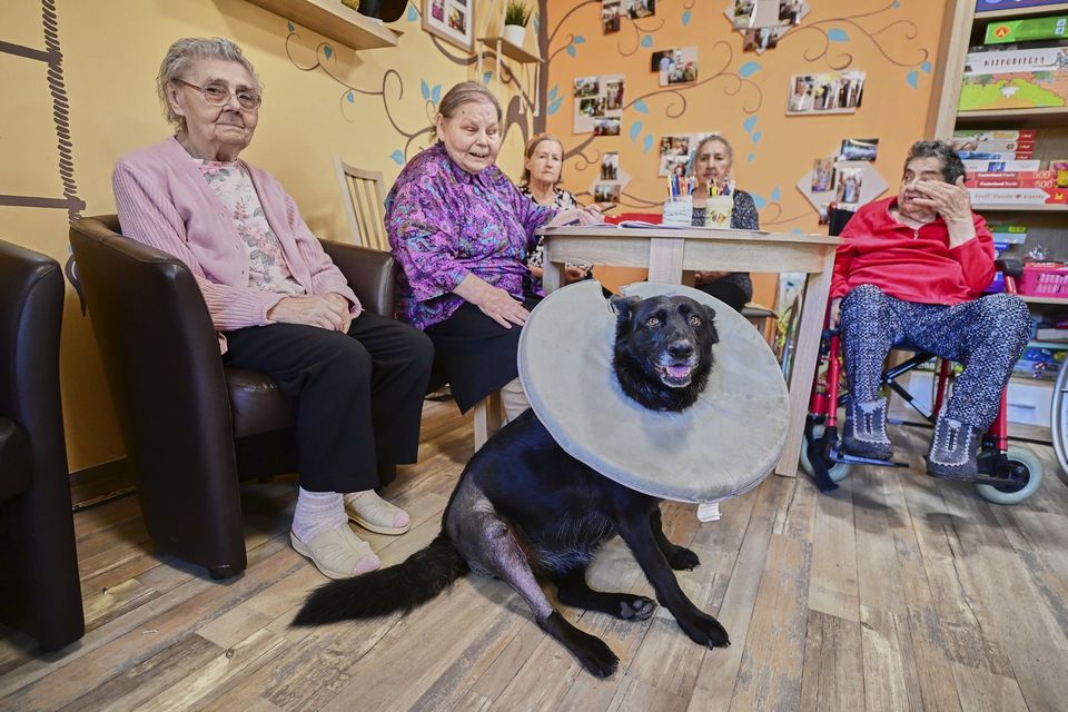 Dzięki determinacji seniorów z Domu Kombatanta w Łodzi udało się zebrać pieniądze na rekonwalescencję suczki