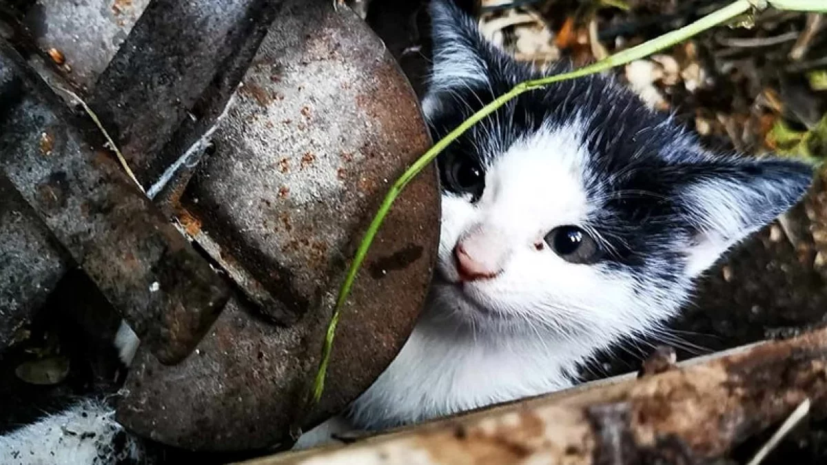 Przerażający widok na łódzkiej posesji. Mały kotek złapany we wnyki. Interweniował Animal Patrol [ZDJECIA] - Zdjęcie główne