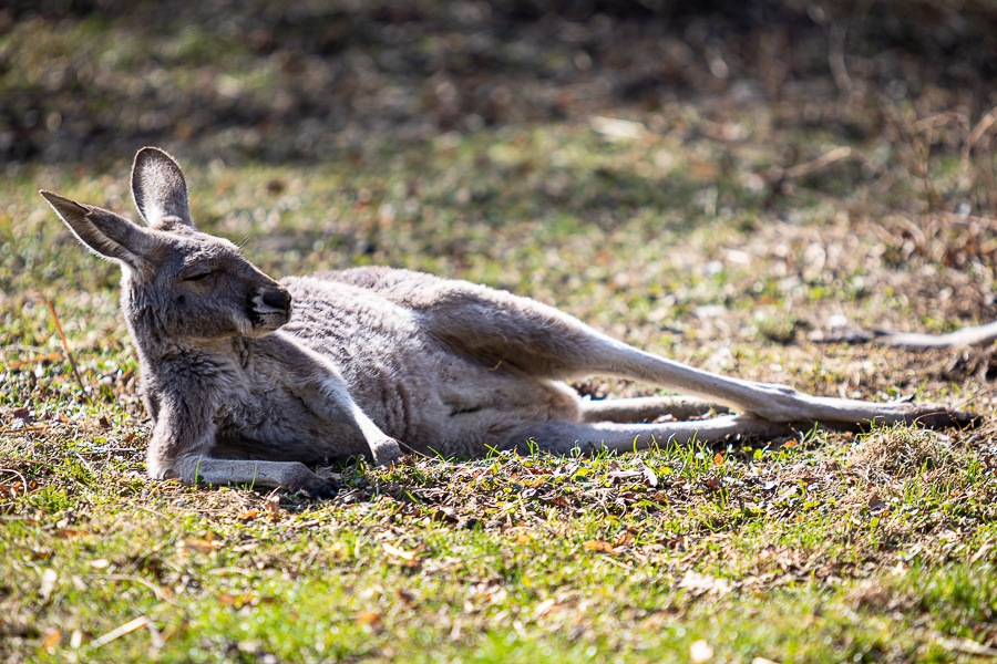 Zwierzęta z łódzkiego zoo to prawdziwe słodziaki. A może by tak w Wielkanoc udać się do ogrodu zoologicznego? [galeria] - Zdjęcie główne