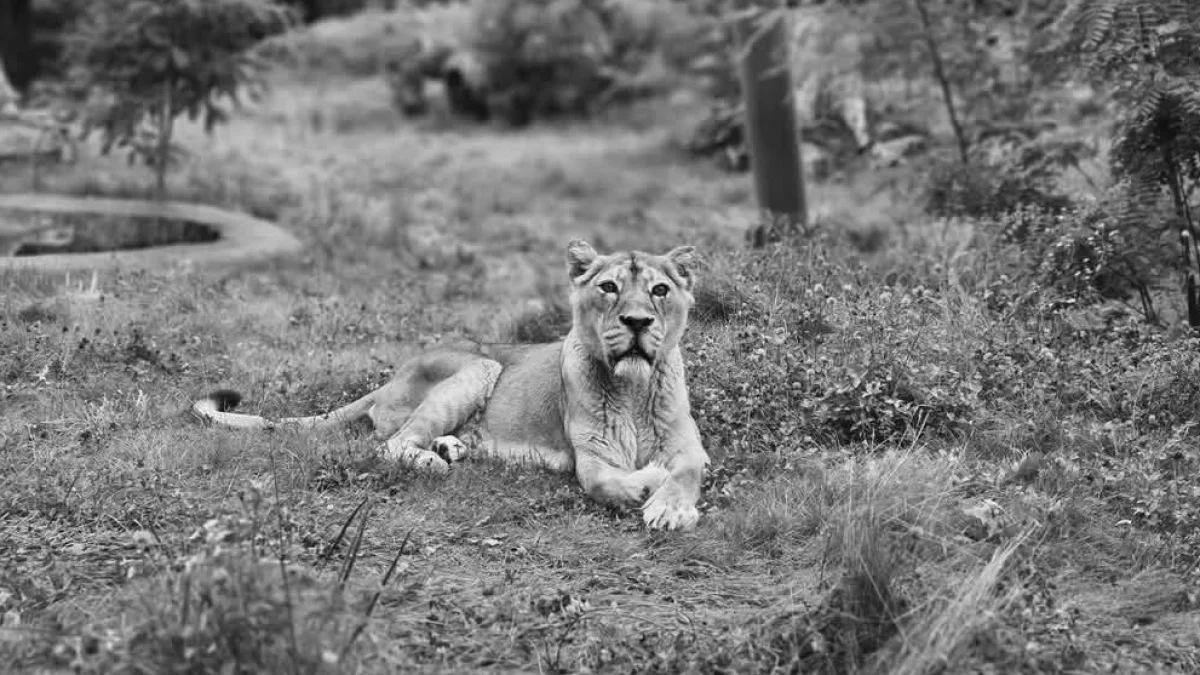 Smutna wiadomość z łódzkiego ZOO. Nie żyje lwica azjatycka. Zwierzę miało prawie 20 lat - Zdjęcie główne