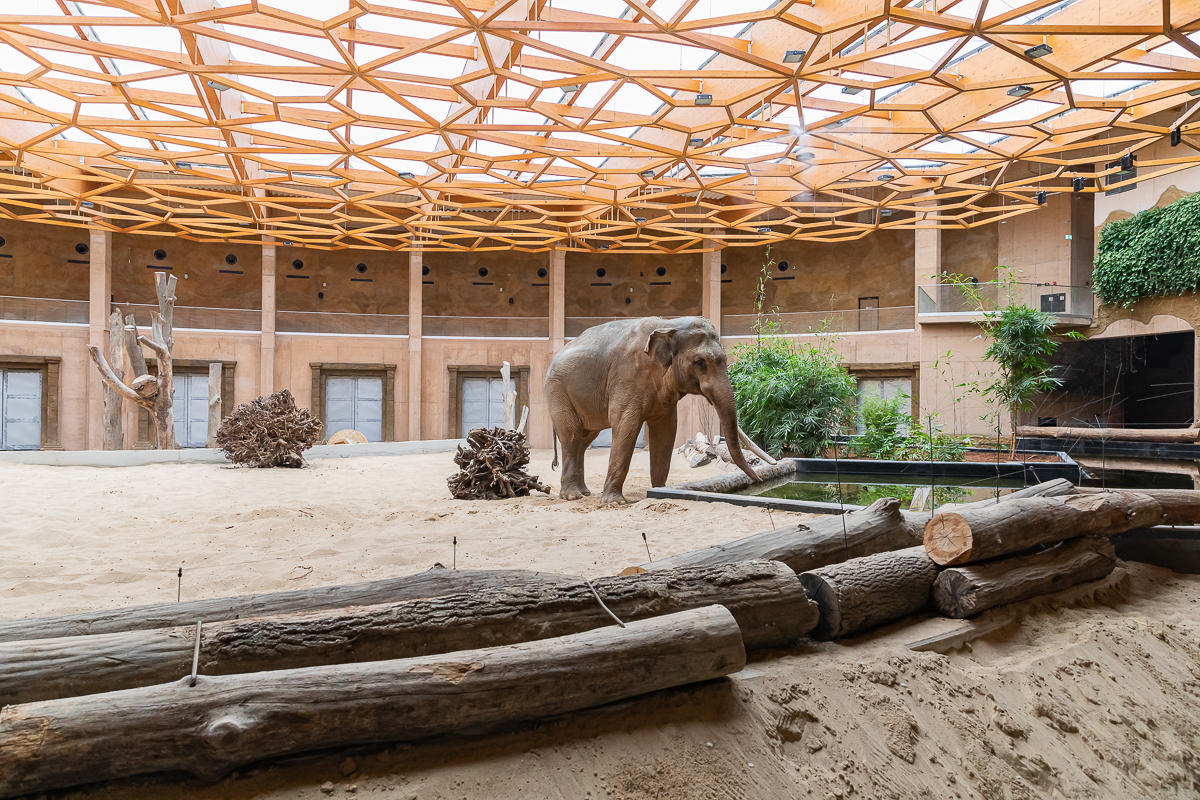 Otwarcie Orientarium w Łodzi na ostatniej prostej. Słoń Aleksander już na wewnętrznym wybiegu.