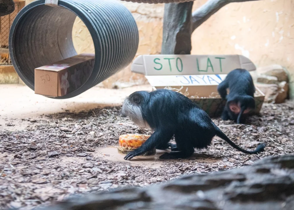 Tort, lody i prezenty. Urodziny z pompą małpy z łódzkiego zoo! [zdjęcia] - Zdjęcie główne