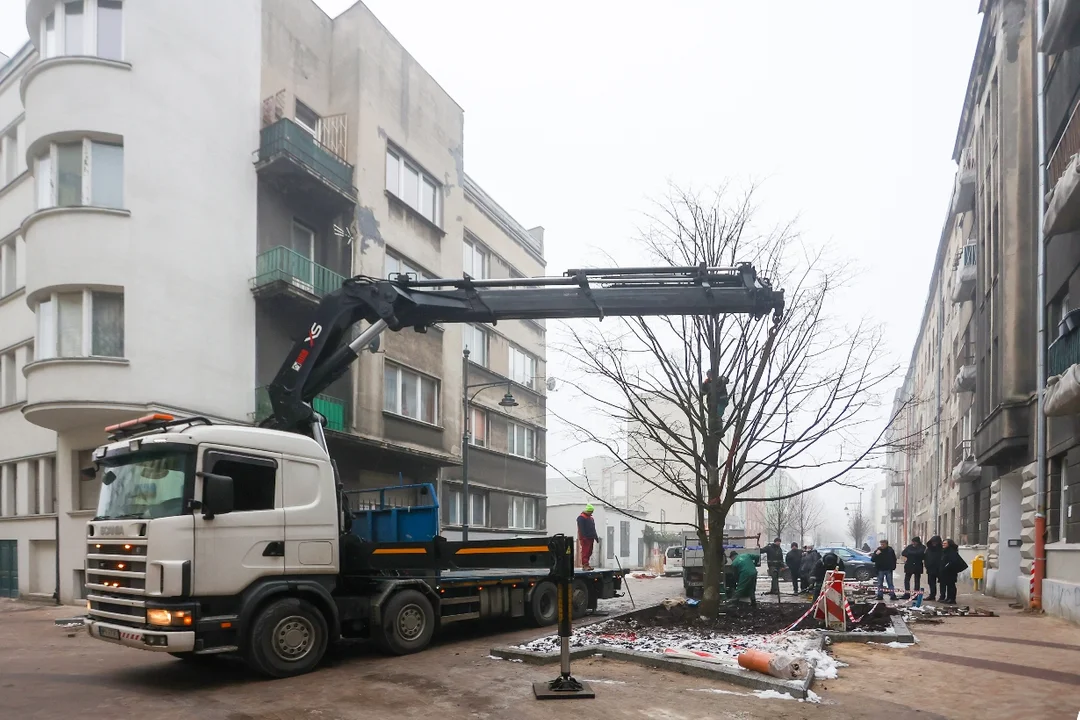 Gratka dla fanów zieleni w Łodzi. Ogromna lipa pojawiła się przy... Lipowej - Zdjęcie główne