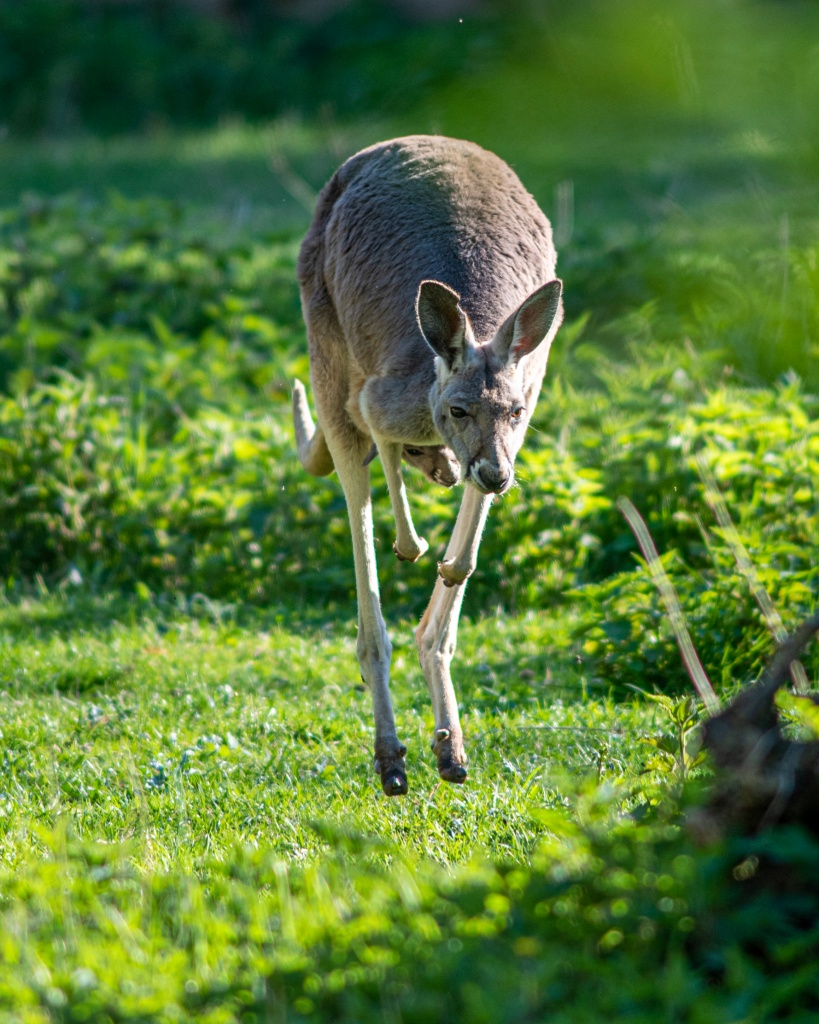 Zoo Łódź. Wraz z nadejściem wiosny w ogrodzie urodzili się nowi podopieczni (fot. UMŁ) |wiadomości łódzkie | Łódź | TuŁódź