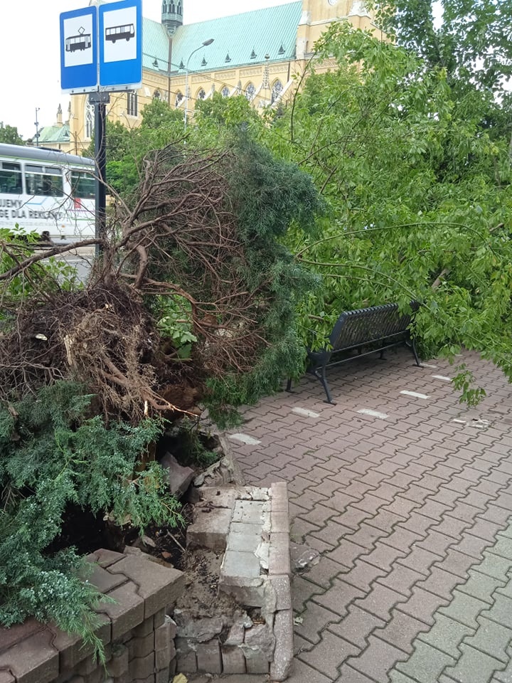 Burze Łódź. Najbardziej ucierpiała miejska zieleń. Skutki burzy widać na ul. Piotrkowskiej (fot. Czytelnik)