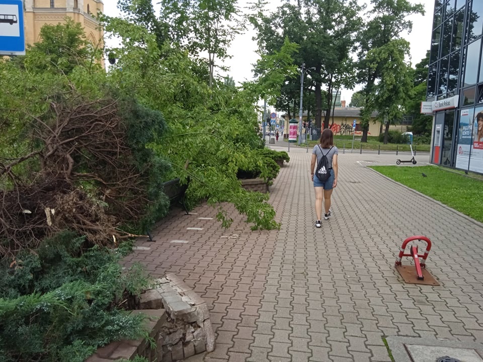 Burze Łódź. Najbardziej ucierpiała miejska zieleń. Skutki burzy widać na ul. Piotrkowskiej (fot. Czytelnik)