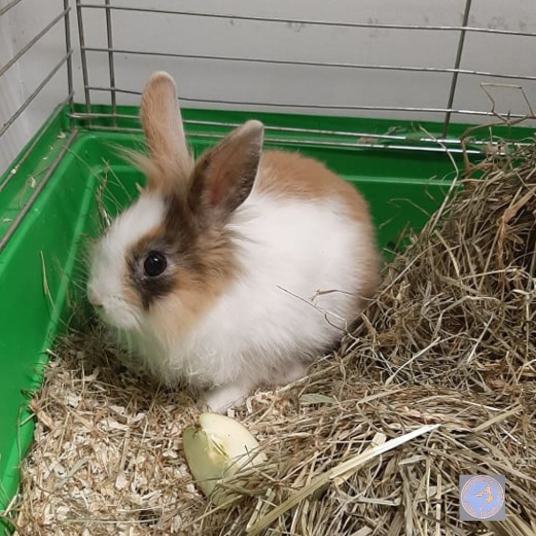 W Łodzi porzucają króliki na potęgę. Animal Patrol Straży Miejskiej alarmuje! - Zdjęcie główne