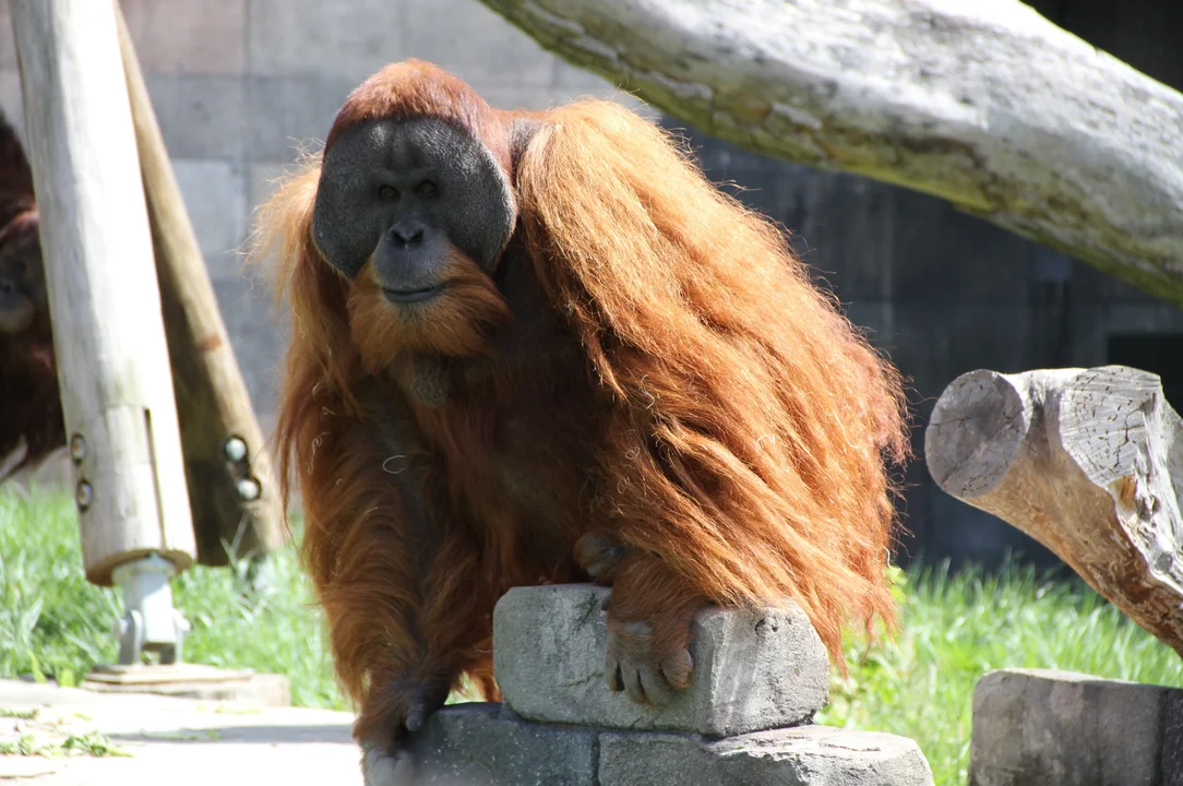 Niegrzeczna małpa z łódzkiego zoo! Jej wulgarnej reakcji nikt się nie spodziewał - Zdjęcie główne