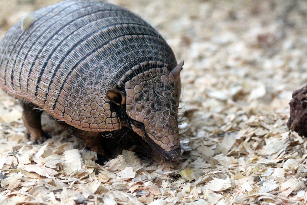 W zoo w Łodzi edukacyjna ścieżka o penisach. Trywialna czy potrzebna akcja na walentynki? [sonda] - Zdjęcie główne