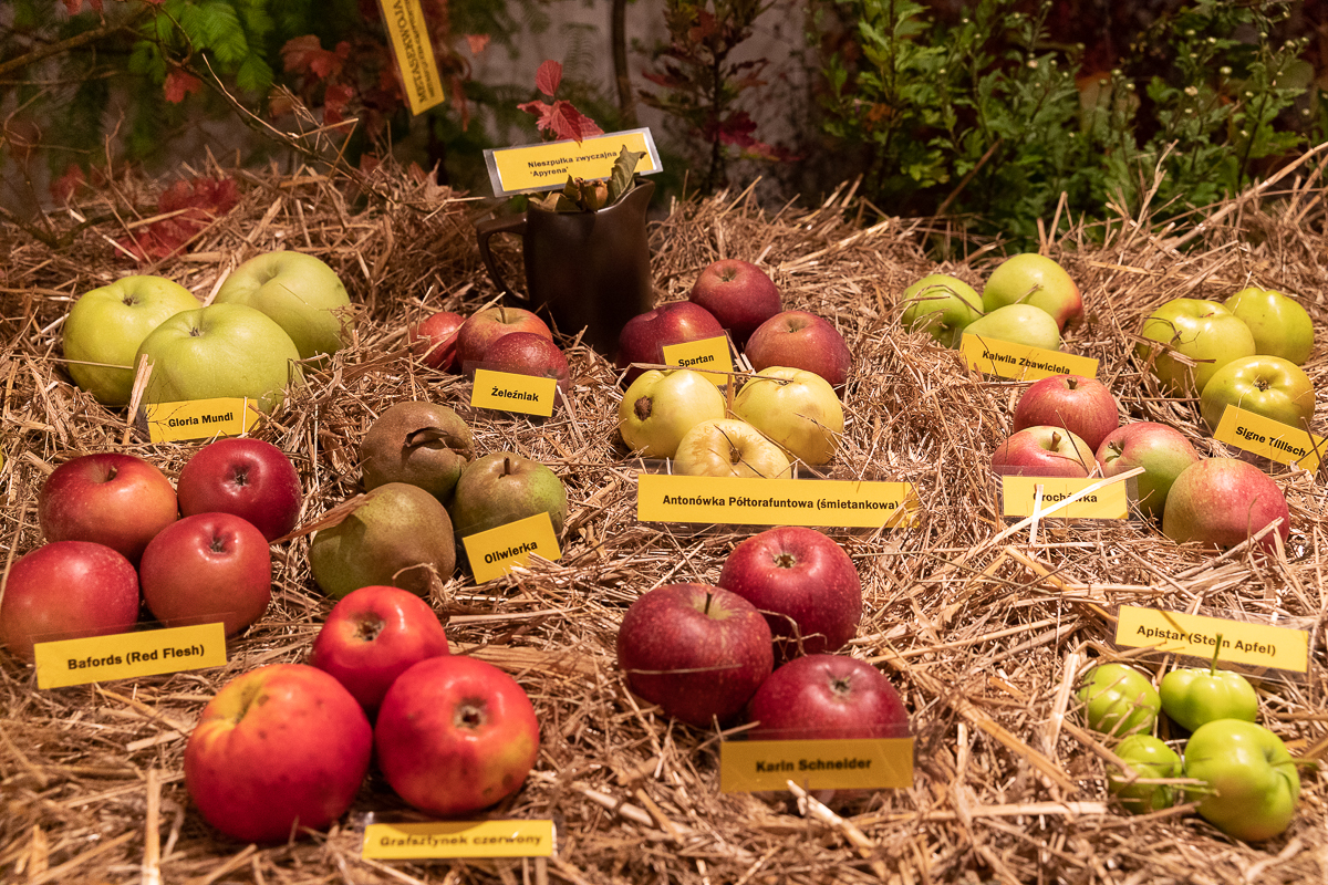 Do niedzieli 10 października w łódzkim Ogrodzie Botanicznym można oglądać wystawę "Owoce, warzywa, kwiaty"