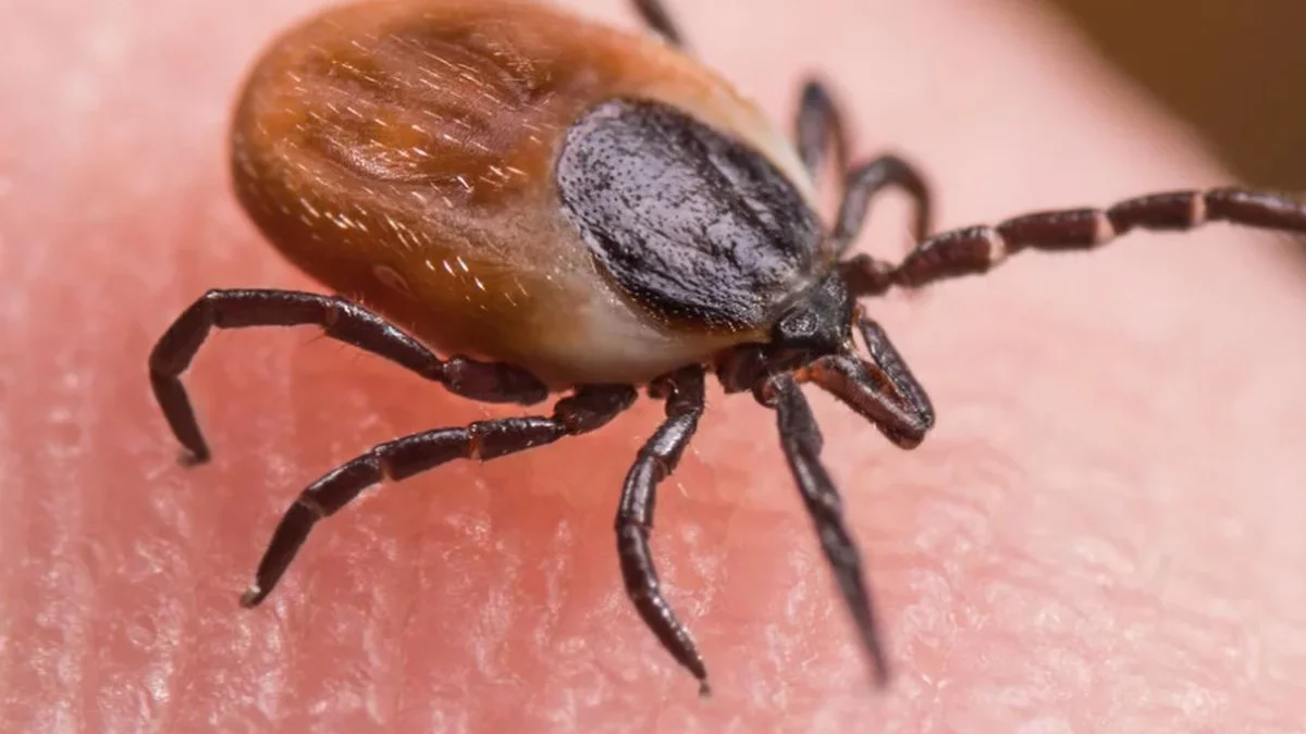 Usuń ją z ogrodu: Ta roślina działa jak magnes na kleszcze