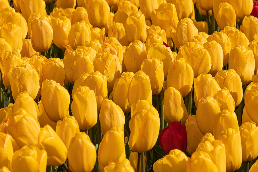 Kolekcja tulipanów w Łódzkim Ogrodzie Botanicznym już w pełni rozkwitu  (fot. Michał Pietrzak - redakcja TuŁódź) |wiadomości łódzkie | Łódź | TuŁódź