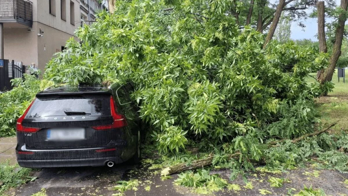 Silny wiatr dał się we znaki w woj. łódzkim. Strażacy wyjeżdżali 54 razy