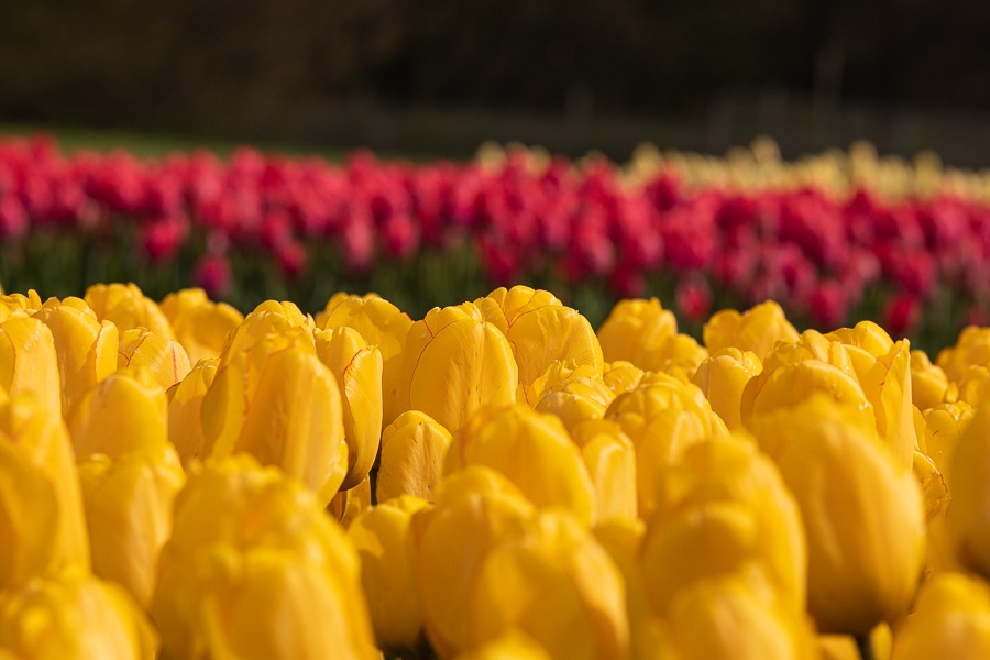 Kolekcja tulipanów w Łódzkim Ogrodzie Botanicznym już w pełni rozkwitu  (fot. Michał Pietrzak - redakcja TuŁódź) |wiadomości łódzkie | Łódź | TuŁódź