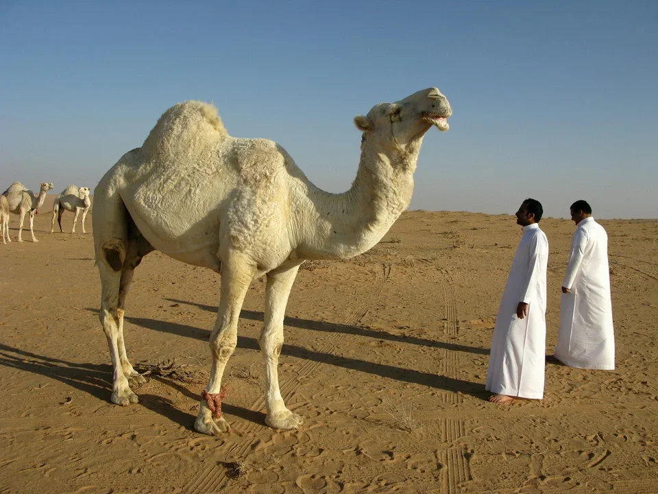 Arabia Saudyjska,  brak możliwości turystycznego wjazdu do Arabii Saudyjskiej osób niezaszczepionych.