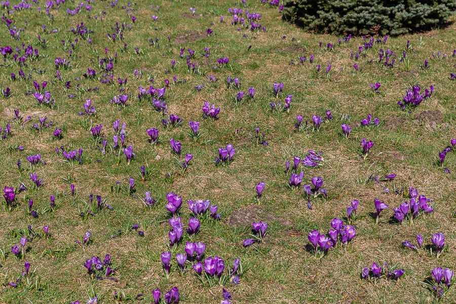 Ogród Botaniczny w Łodzi znowu otwarty  (fot. Michał Pietrzak - TuLodz.pl) |wiadomości łódzkie|łódź|TuŁódź