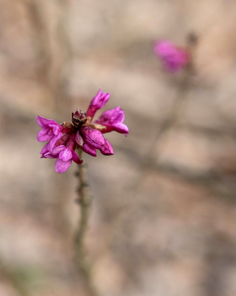 Przy dobrej pogodzie Ogród Botaniczny w Łodzi zostanie udostępniony zwiedzającym już w ostatni weekend marca (fot. UMŁ) |wiadomości łódzkie|Łódź|TuŁódź