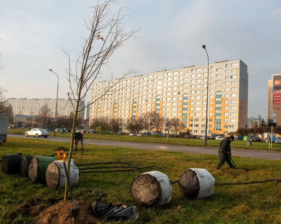 Nowe nasadzenia pojawią się w wielu częściach miasta