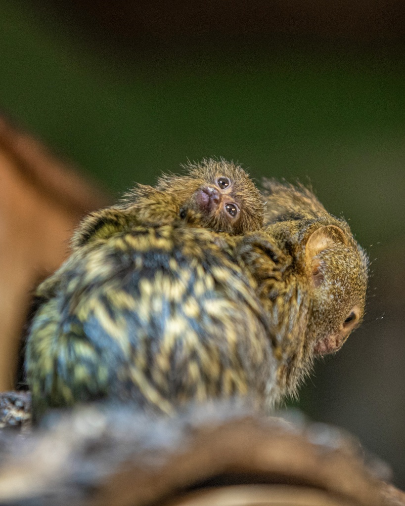 Zoo Łódź. Wraz z nadejściem wiosny w ogrodzie urodzili się nowi podopieczni (fot. UMŁ) |wiadomości łódzkie | Łódź | TuŁódź