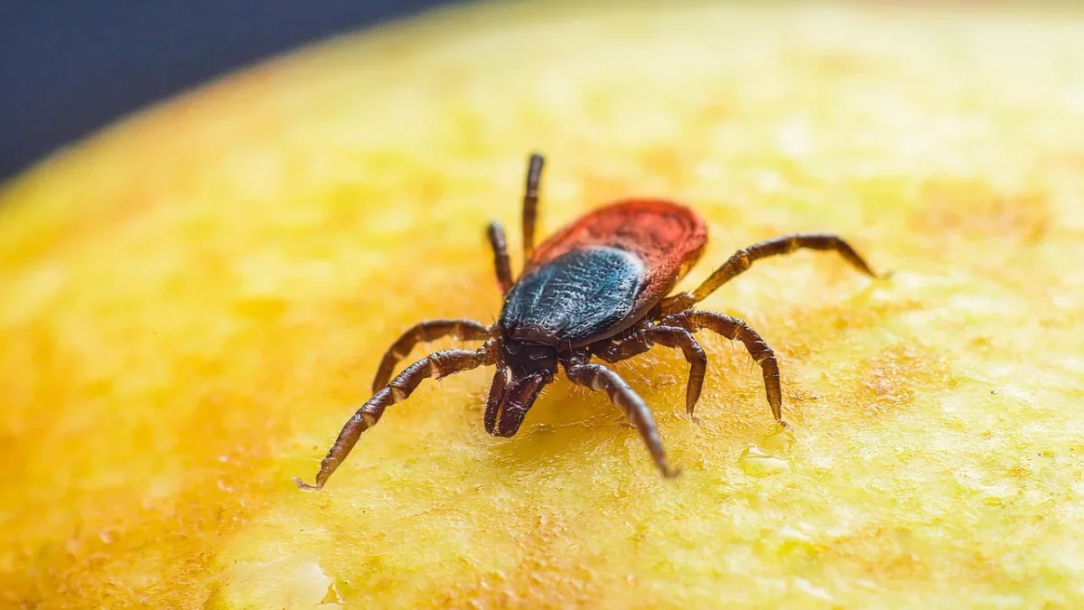 Kleszcze dotarły do Łodzi. Powstała specjalna mapa. Można sprawdzić, gdzie dokładnie występują
