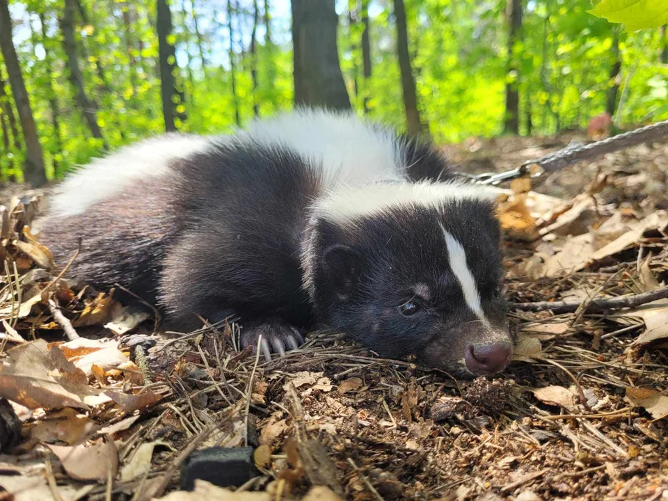 Skunksiczka Ivi mieszka w Łodzi. „Brak słów, jak wspaniałe jest to zwierzę” - Zdjęcie główne