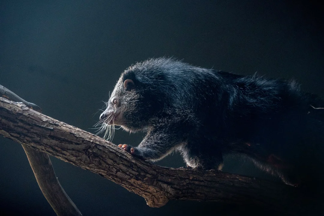 W łódzkim zoo urodziły się trzy kotomisie