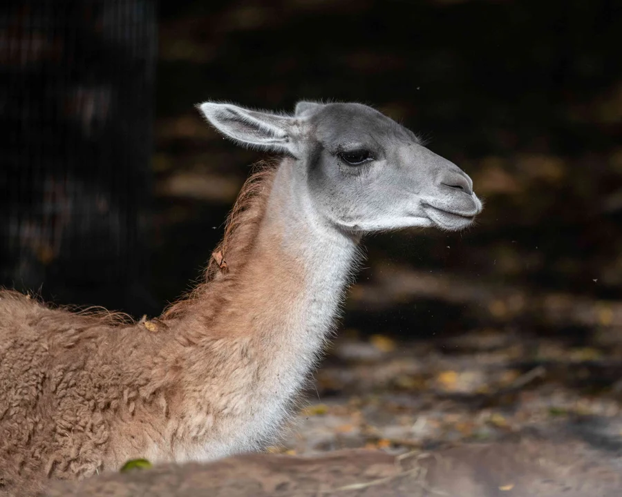 Galago i gwanako przyjechały do Orientarium. Pójdziecie je odwiedzić? - Zdjęcie główne