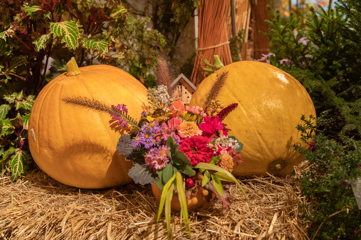 Do niedzieli 10 października w łódzkim Ogrodzie Botanicznym można oglądać wystawę "Owoce, warzywa, kwiaty"